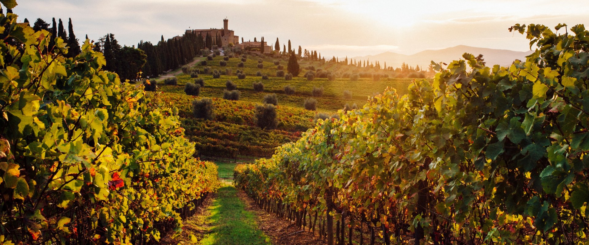 The Top Wineries in the World: A Wine Expert's Perspective