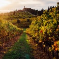 The Top Wineries in the World: A Wine Expert's Perspective